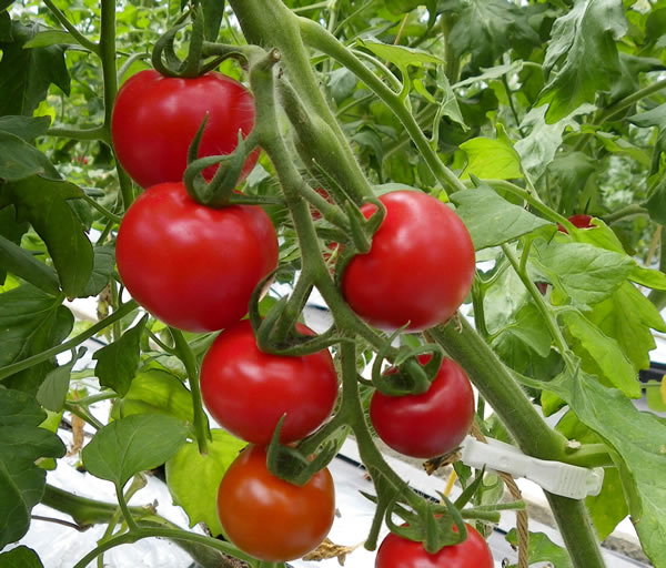 img_it_tomato